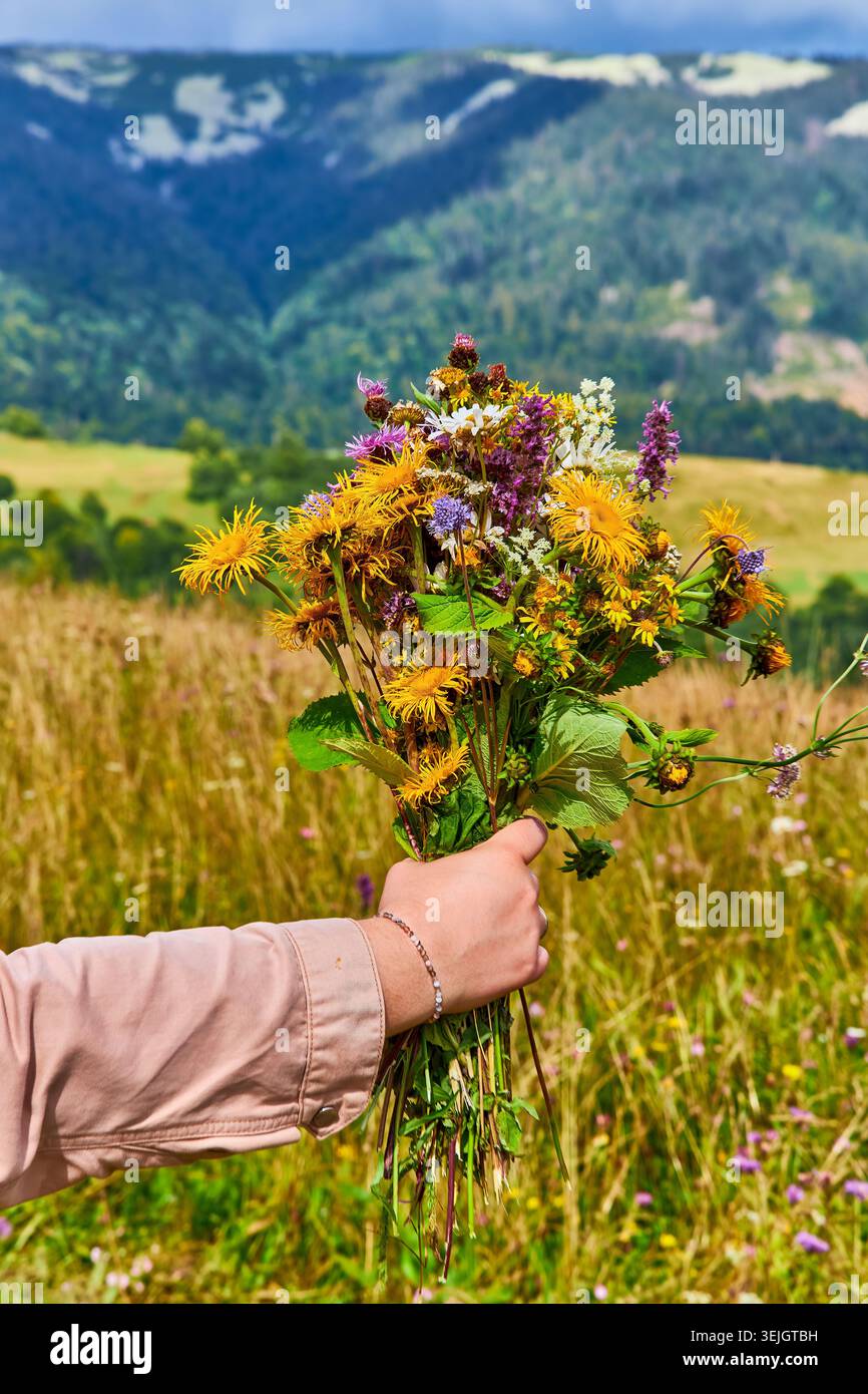 Hand picked meadow flowers hi-res stock photography and images - Alamy
