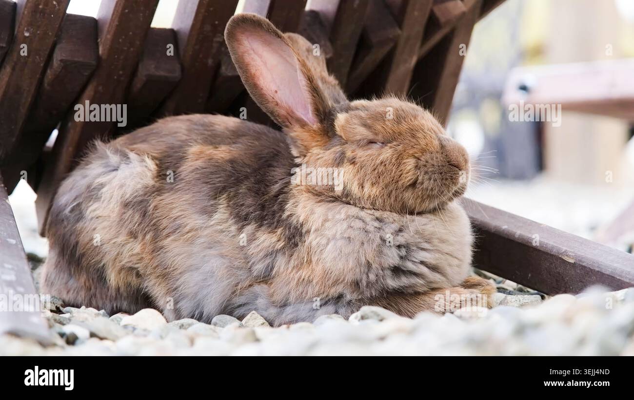 Cute rabbit on the farm Stock Photo