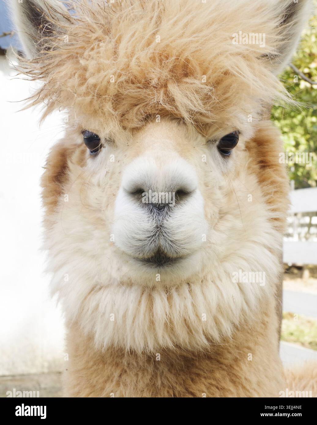 Fluffy alpacas in the farm Stock Photo