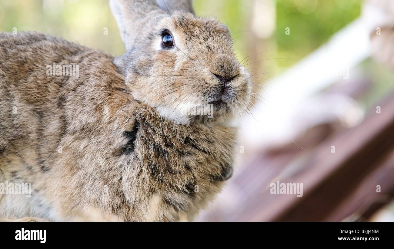 Cute rabbit on the farm Stock Photo