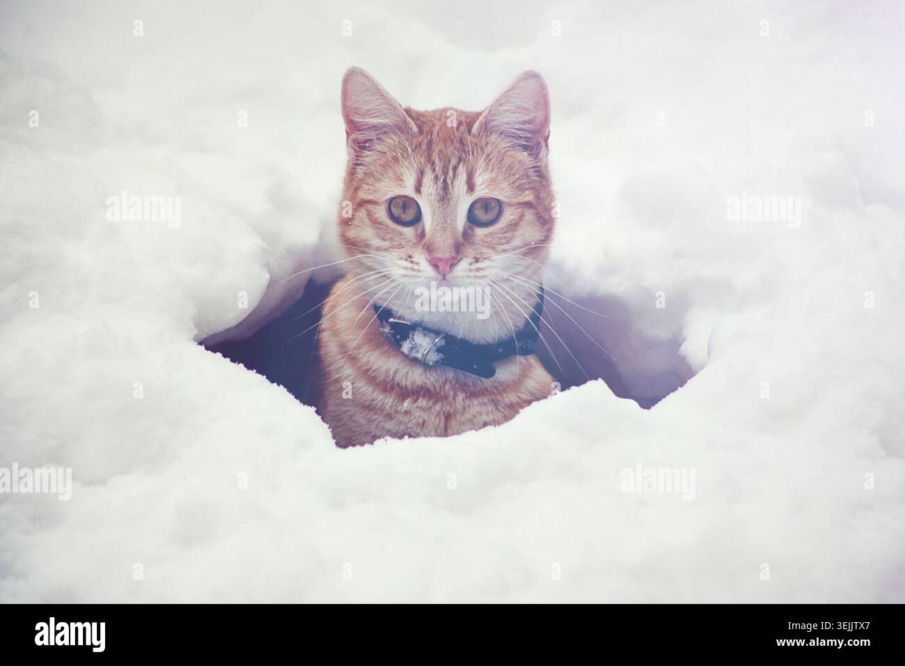 Orange cat looking directly at camera, appearing from a hole in white snow Stock Photo