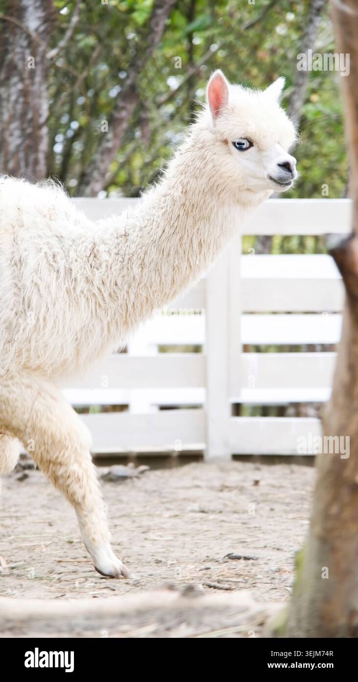 Fluffy alpacas in the farm Stock Photo