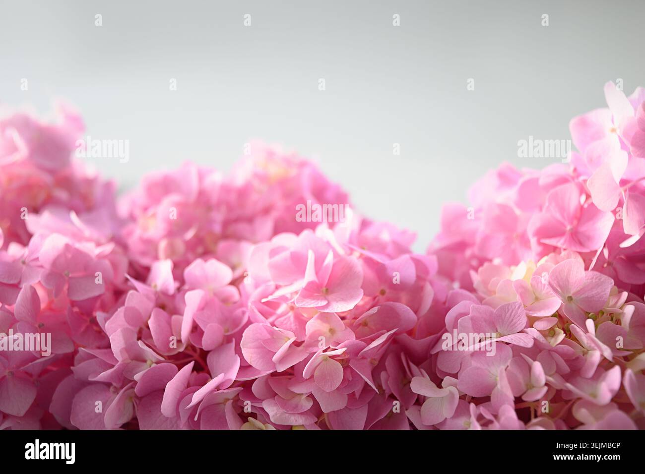 Festive frame with pink hydrangea. Flower composition with copy space on grey. Stock Photo