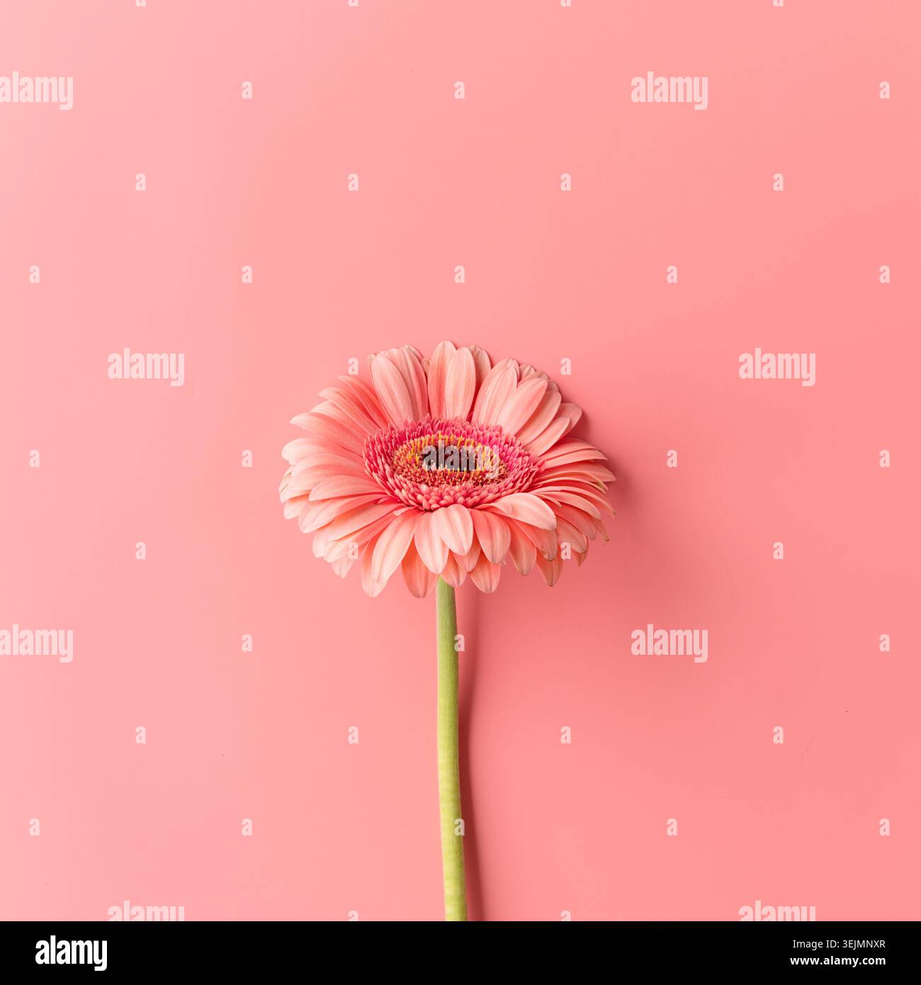 Single gerbera daisy flower on a pink background Stock Photo