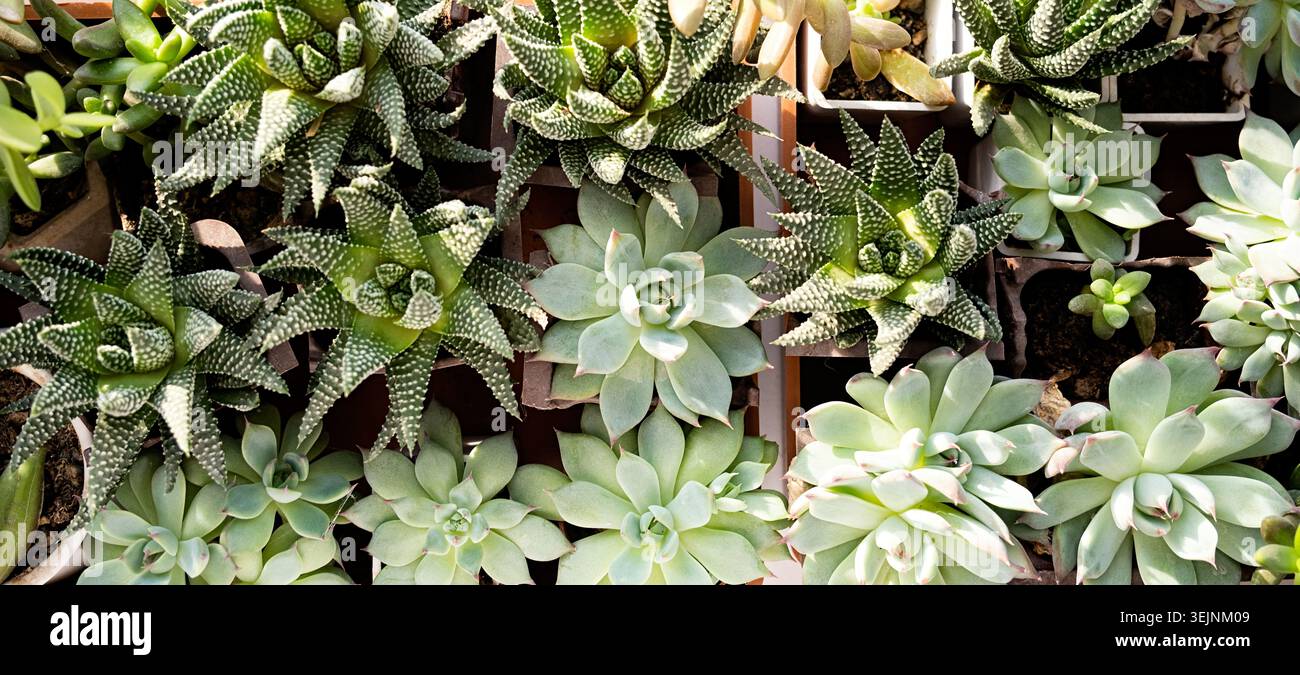 Many beautiful Succulent plants top view Stock Photo