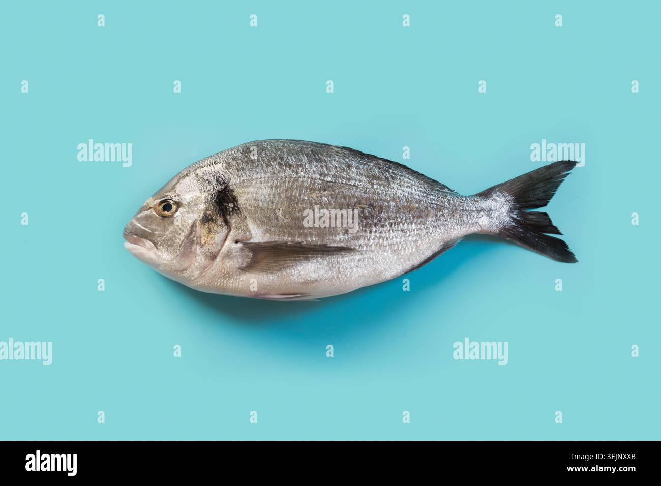 One dorado on pastel blue. Fish pattern. View from above. Stock Photo