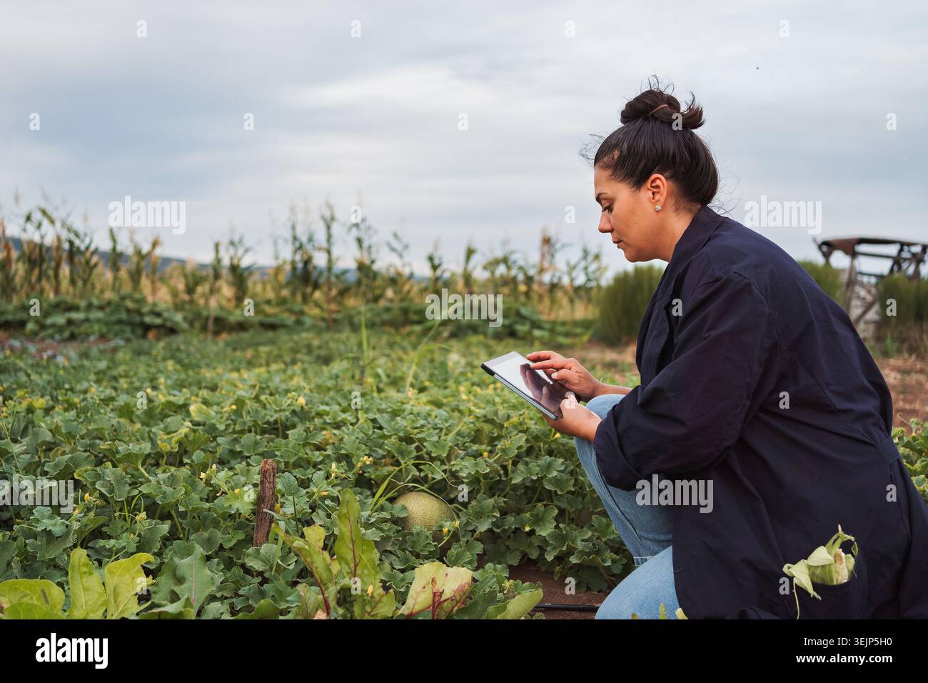 Female farmer using digital tablet while crouching in melon field Stock Photo