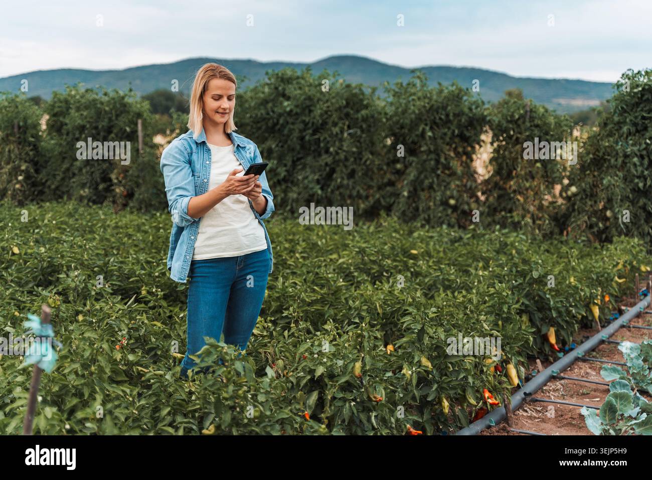 Farmer using smartphone in a pepper field with irrigation system Stock Photo