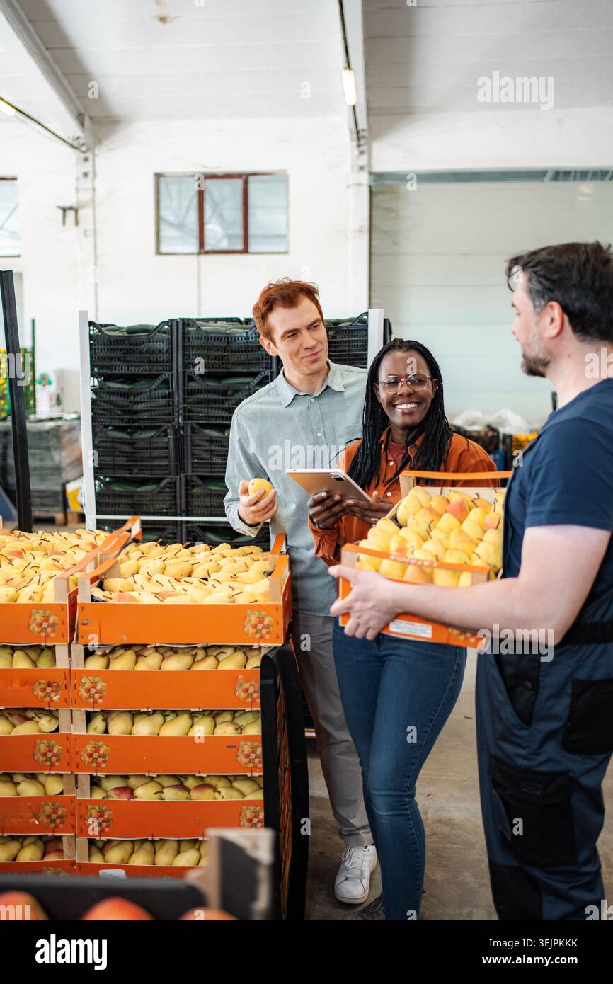 Workers checking pears during inventory in warehouse Stock Photo