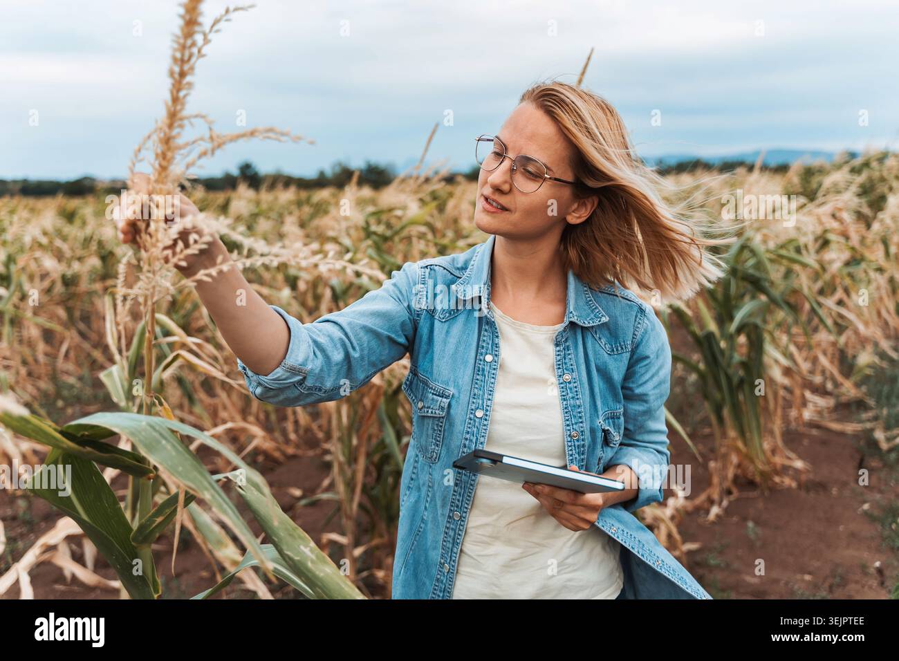 Agronomist analyzing ripe corn crops in field using digital tablet Stock Photo
