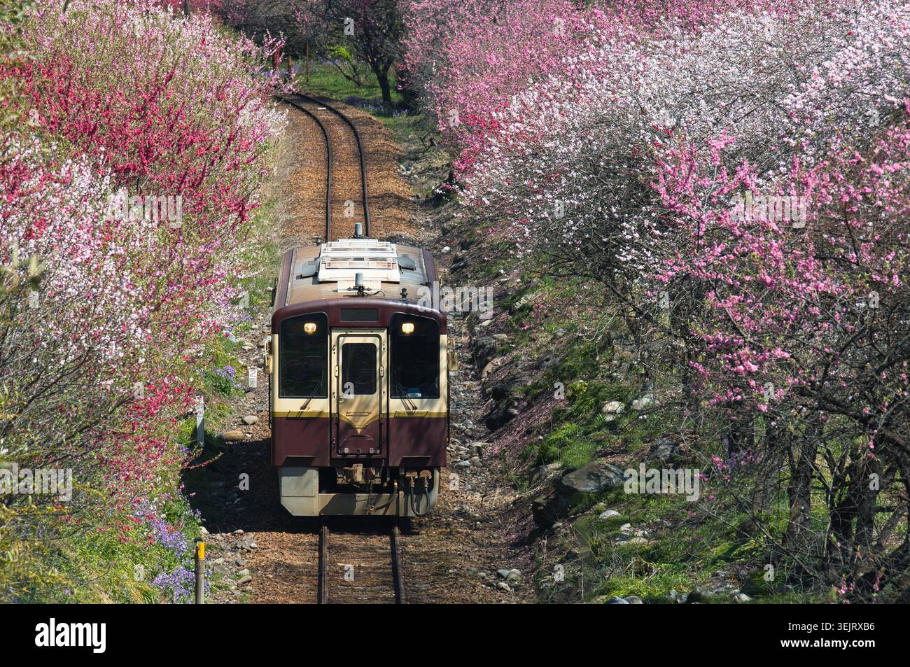 Local train running through colorful spring blossom tunnel  in rural Japan Stock Photo