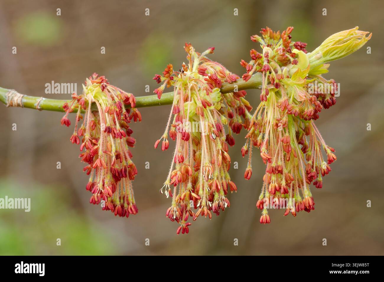 Box elder is a fast-growing and fairly short-lived tree Stock Photo - Alamy