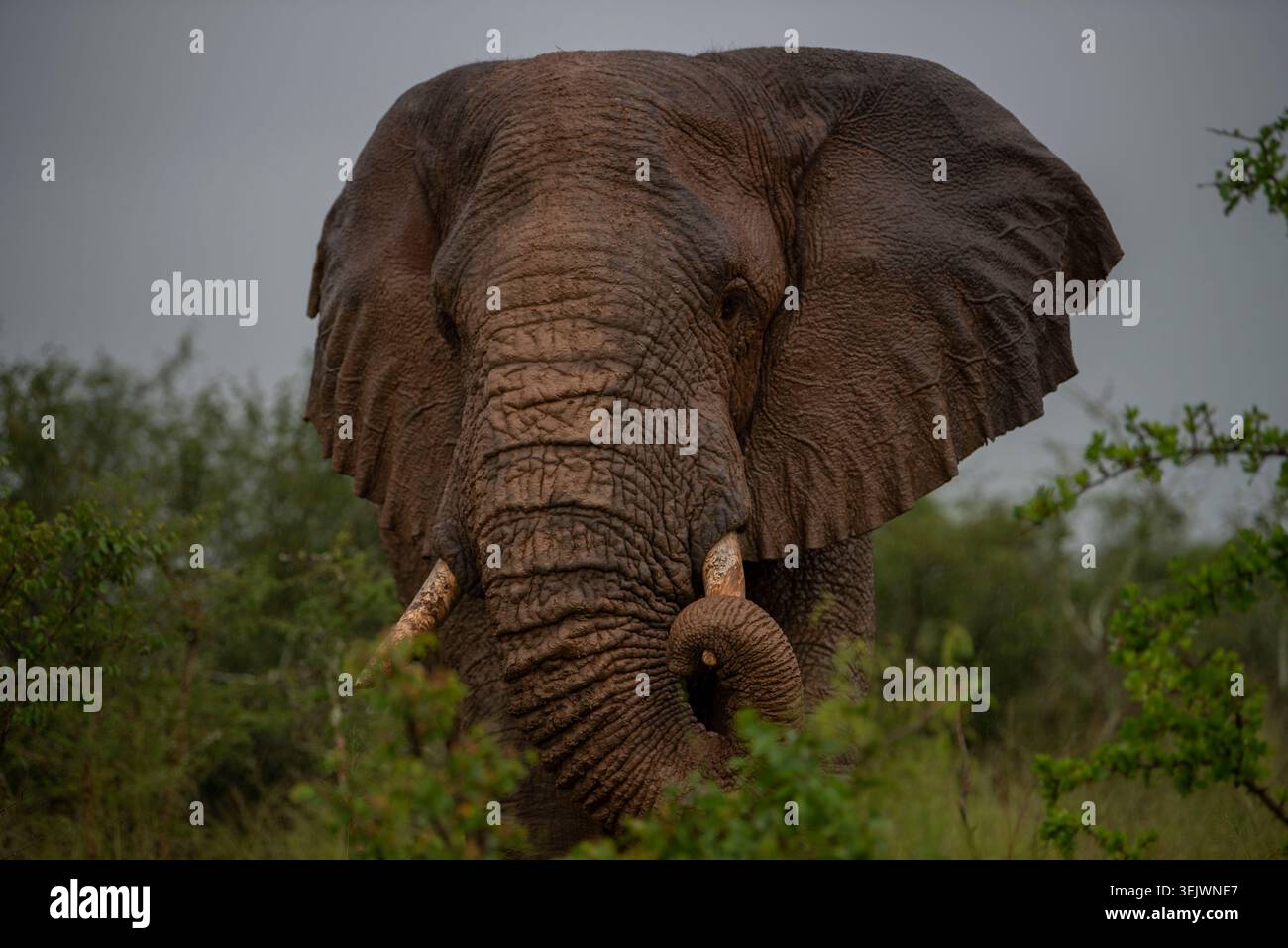 Rwanda-April 22,2019. Rwanda’s oldest elephant, grazes in Akagera ...