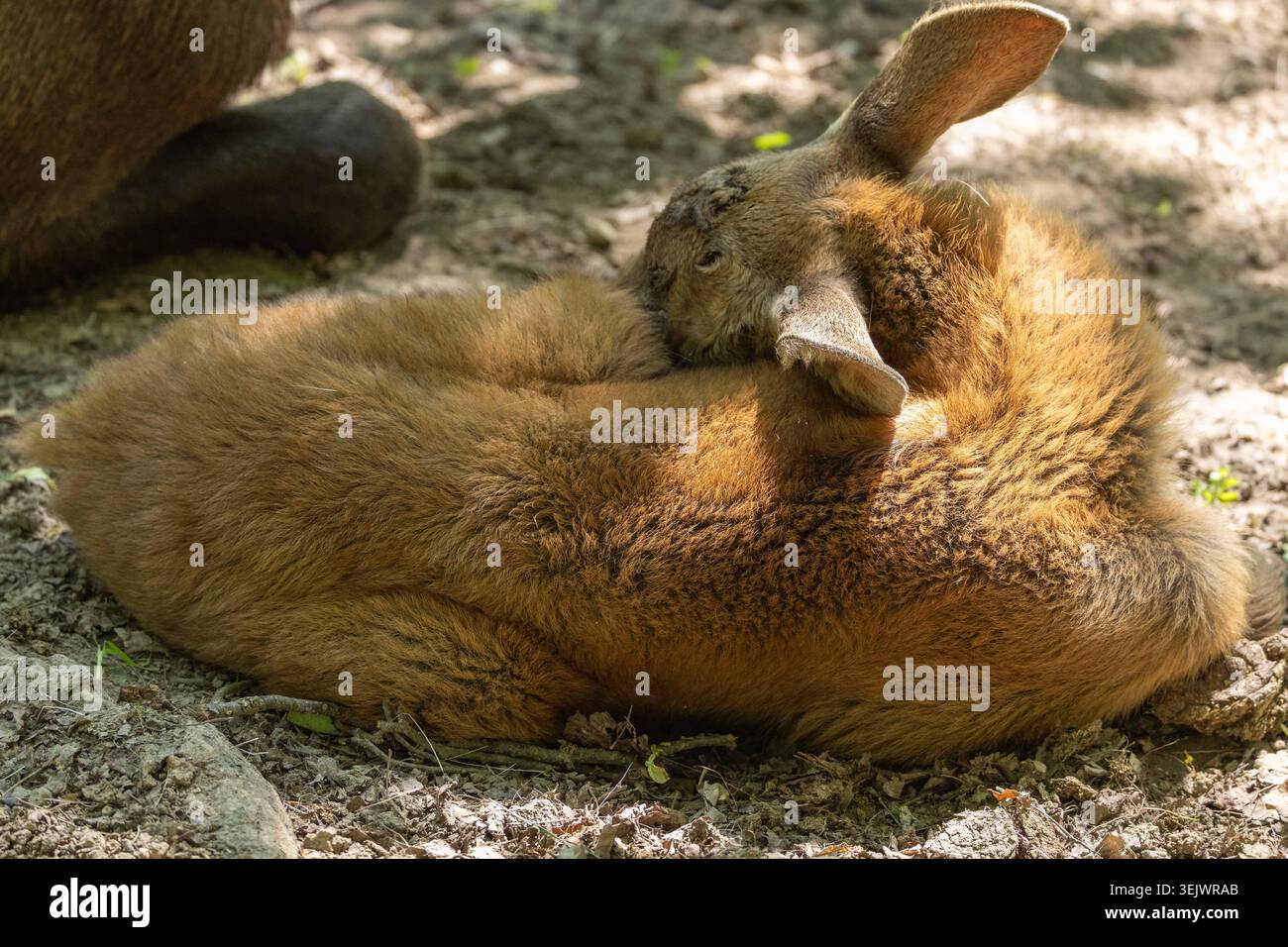 Baby moose calf resting on the ground in dappled sunlight, close-up wildlife photography. Stock Photo