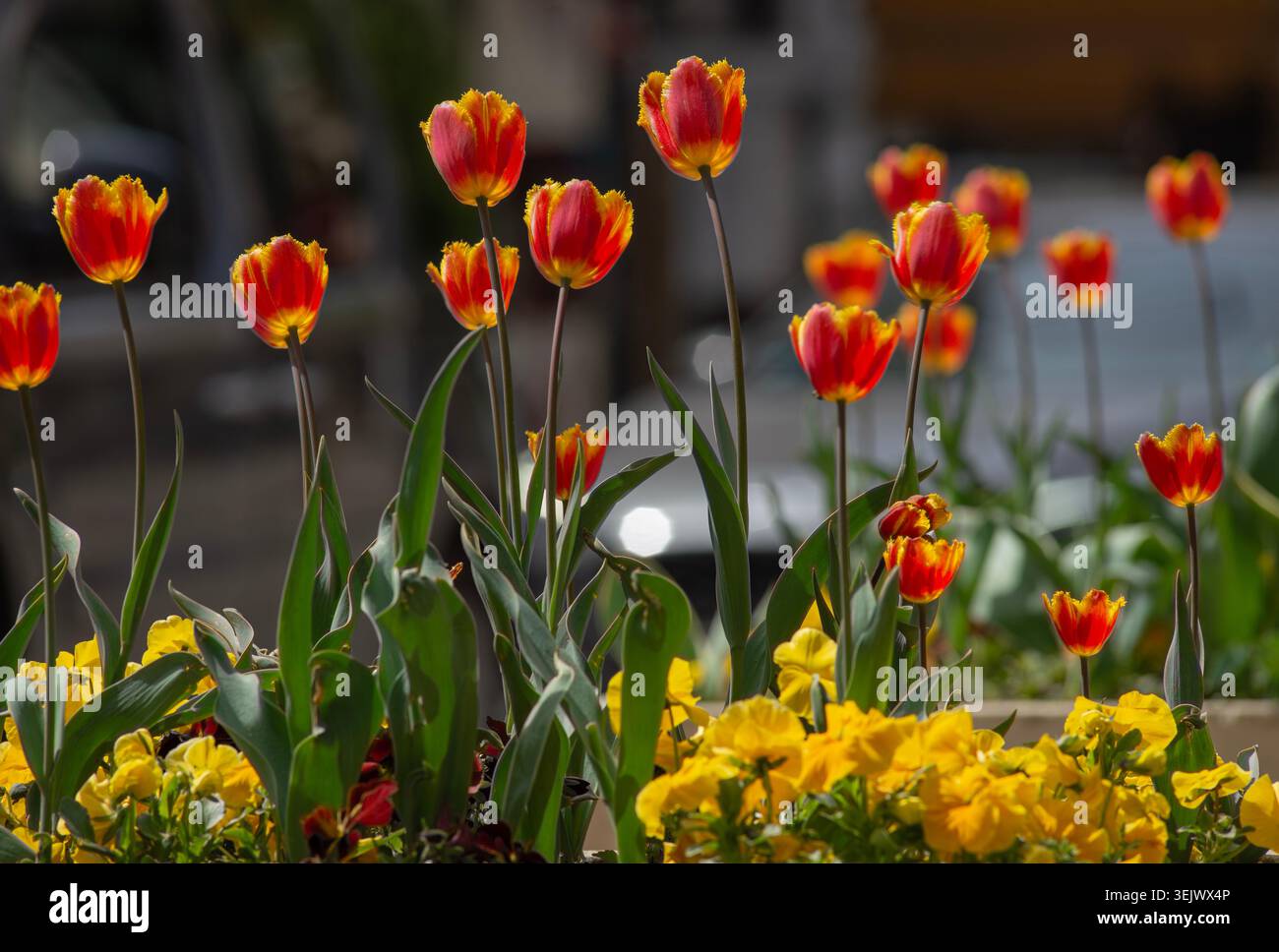 Orange Colorful Tulips on Blurred Background Stock Photo