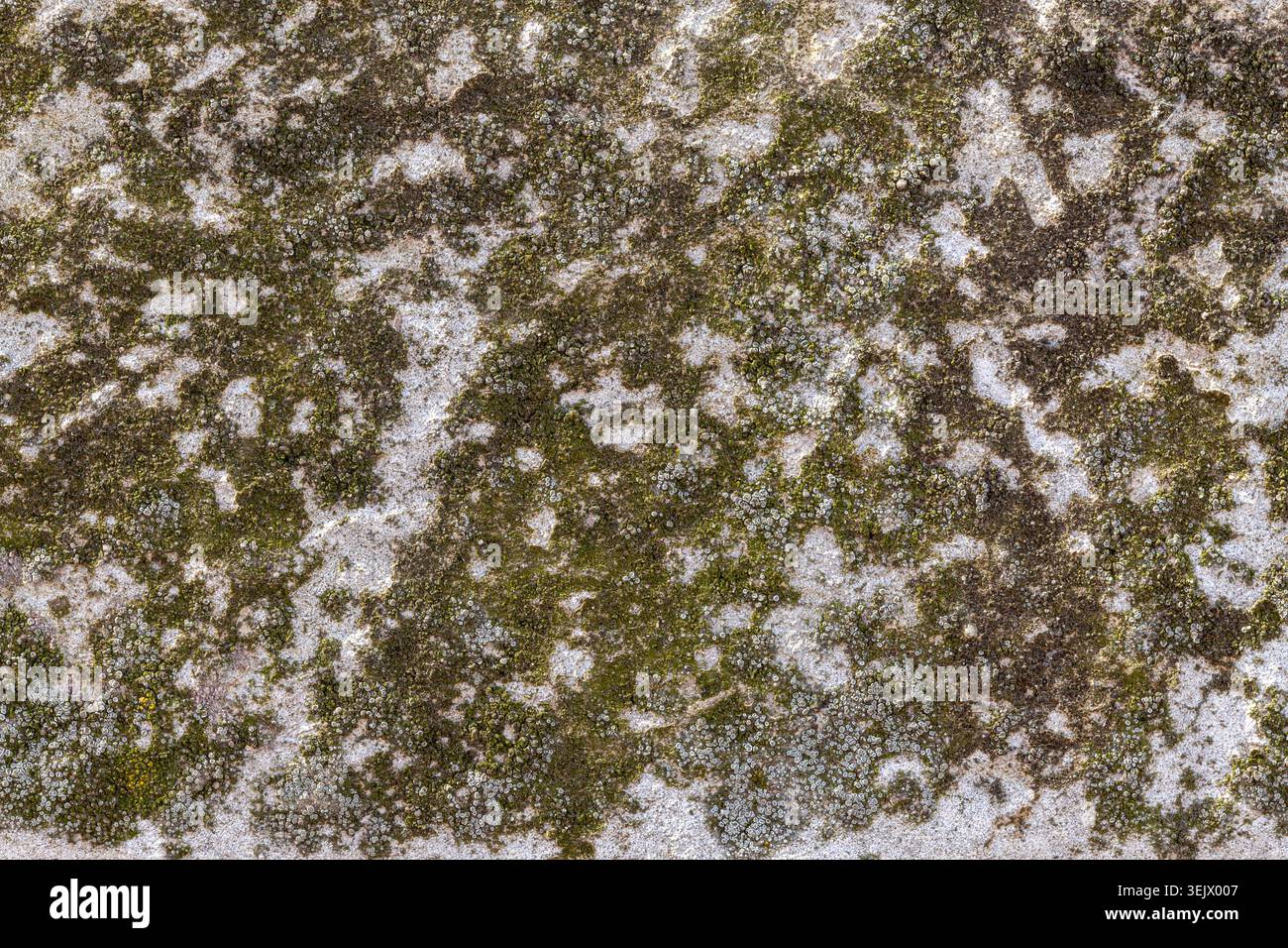 Close up on old limestone with green moss background texture Stock Photo