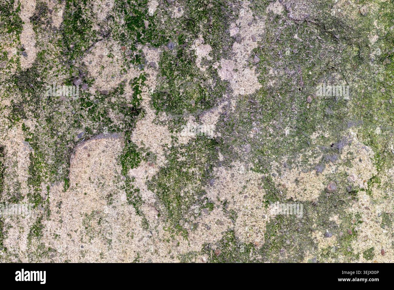 Close up on old plaster wall with green moss background texture Stock Photo
