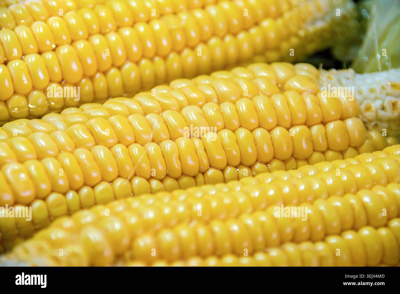 Boiled corn cobs,selective focus Stock Photo