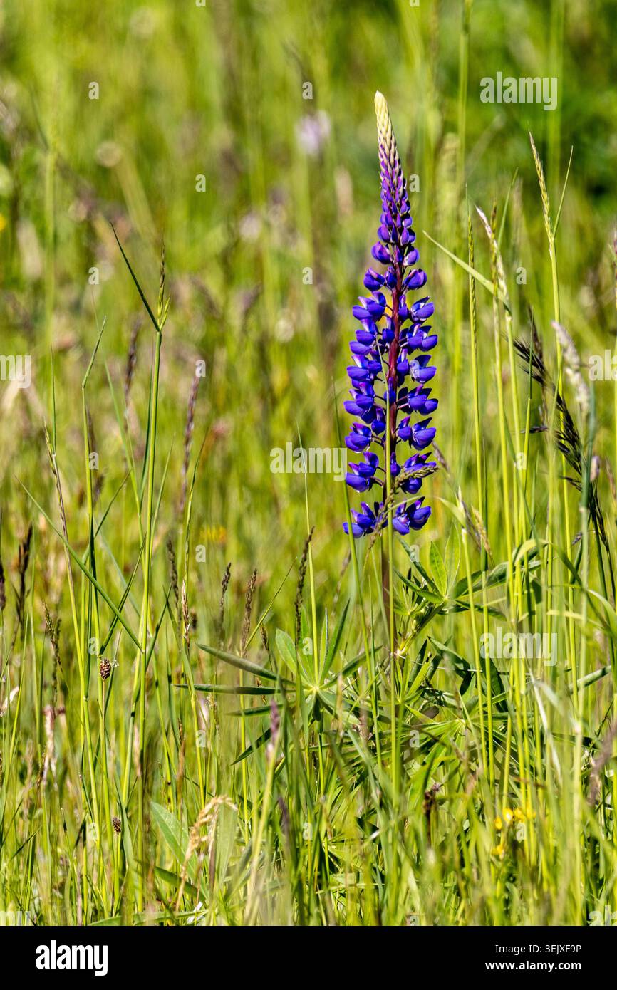 Wild purple flowers in tall hi-res stock photography and images