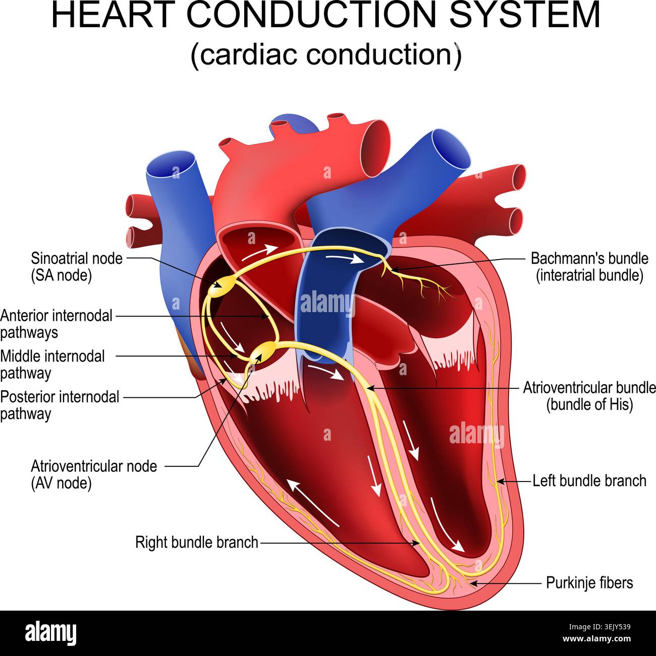 Cardiac conduction system hi-res stock photography and images - Alamy