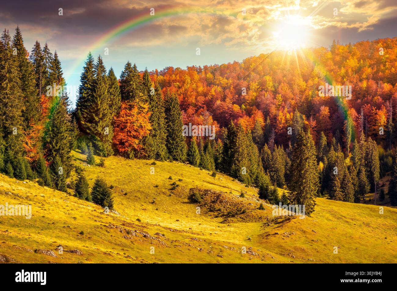 sunset over hillside with coniferous forest on a meadow in mountain landscape of Romania in autumn. wonderful view surrounded by spruce trees on the s Stock Photo