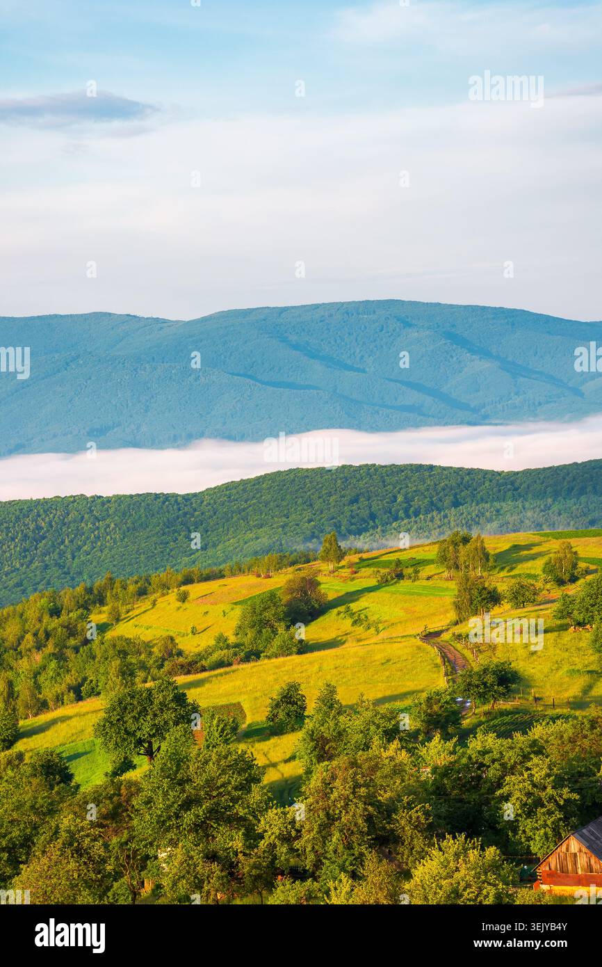 carpathian mountain landscape on a foggy morning. outdoor adventure with stunning view in morning light. mountainous countryside of ukraine in summer. Stock Photo
