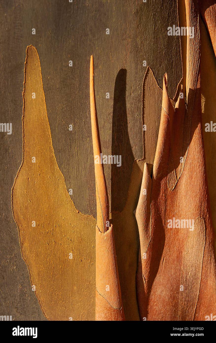 Cinnamon-coloured bark curls from a paperbark maple, glowing in low sunlight. Stock Photo