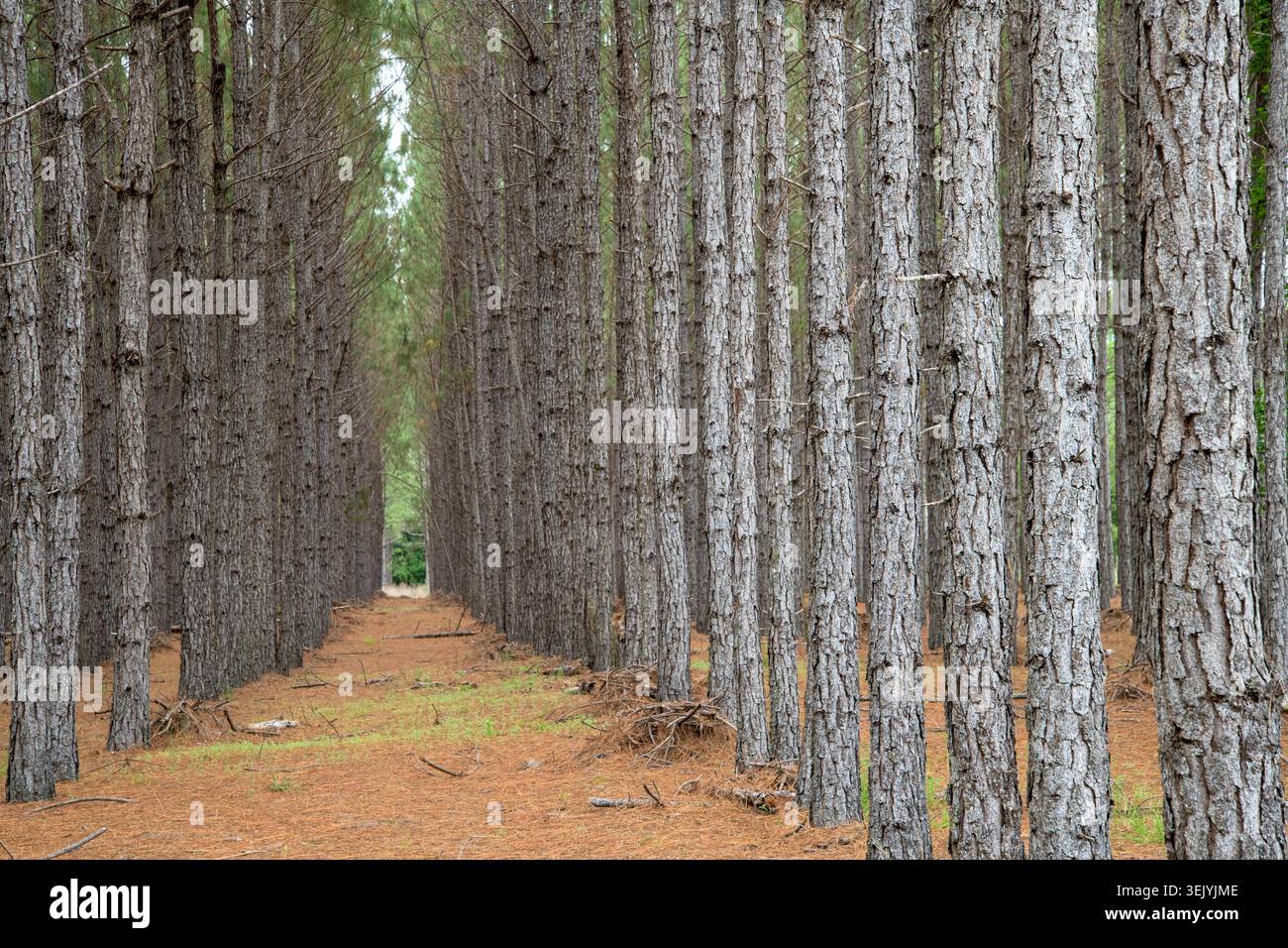 Planted Long Leaf Pine tree rows for pine needle harvest Stock Photo