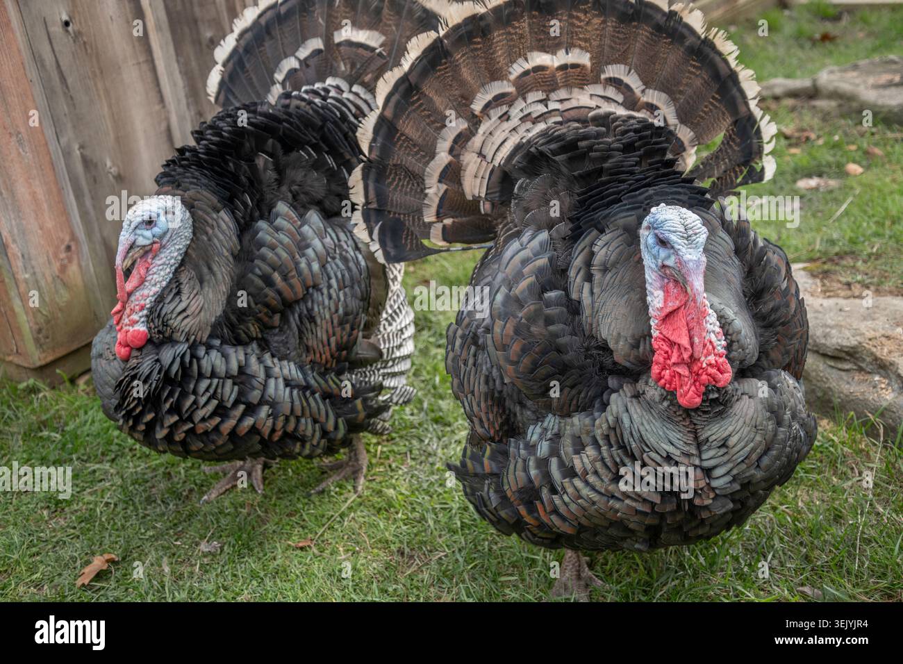 Turkey bird fowl hi-res stock photography and images - Alamy