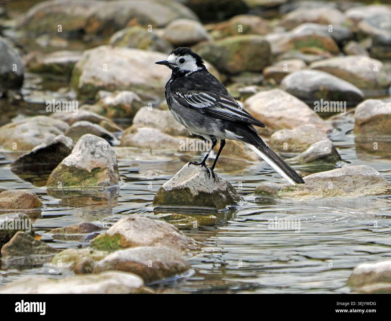 adult Pied Wagtail (Motacilla alba yarrellii) black & white passerine ...