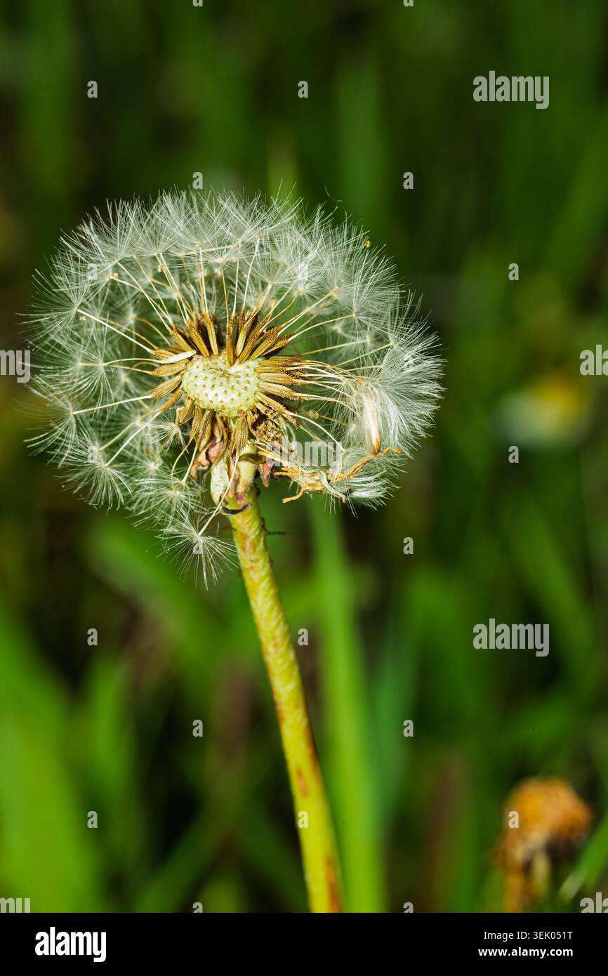 Close up of a Dandelion clock . Quebec,Canada. Stock Photo