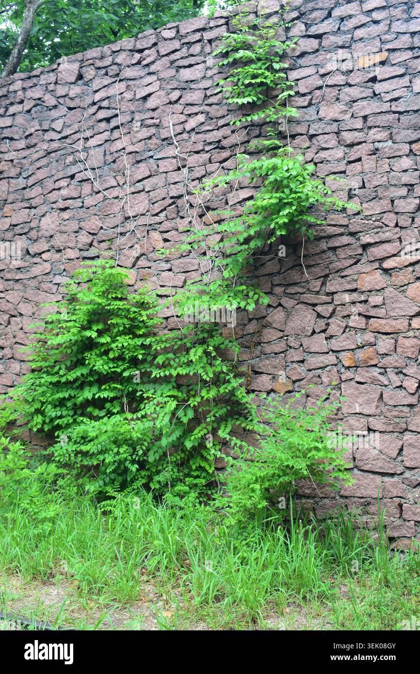 The walls are the only thing left standing of the old Engine House at Elephant Rocks State Park in Belleview, MO. Stock Photo