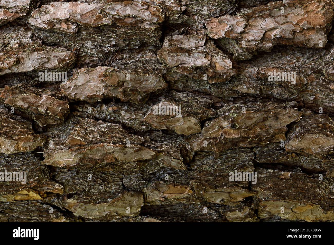 Tree bark texture background close up natural wood pattern Stock Photo