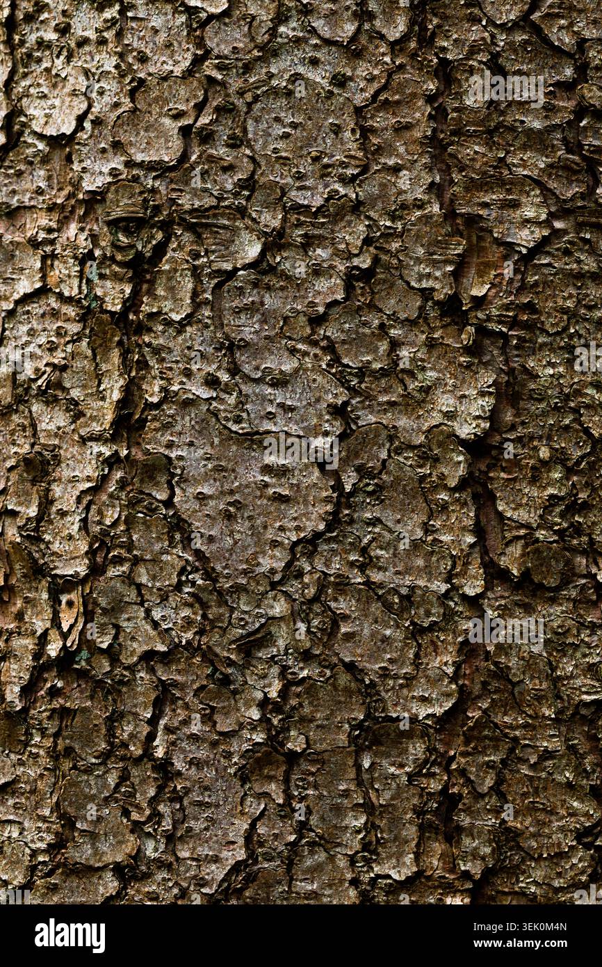 Tree bark texture background close up natural wood pattern Stock Photo