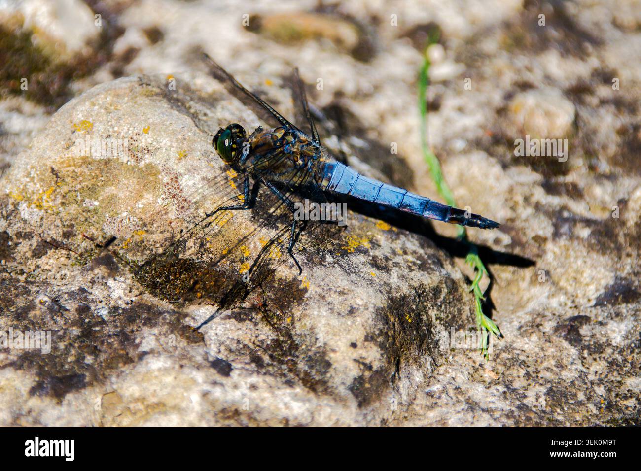 The dragonfly (order Odonata) is one of the fastest and most efficient ...