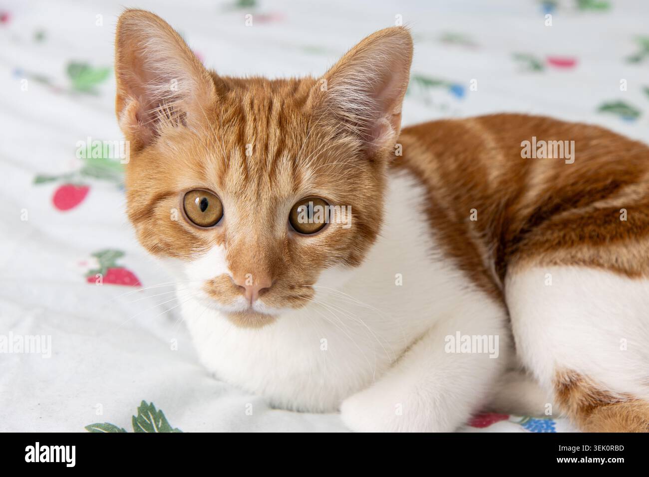 A ginger and white kitten looking at the camera Stock Photo