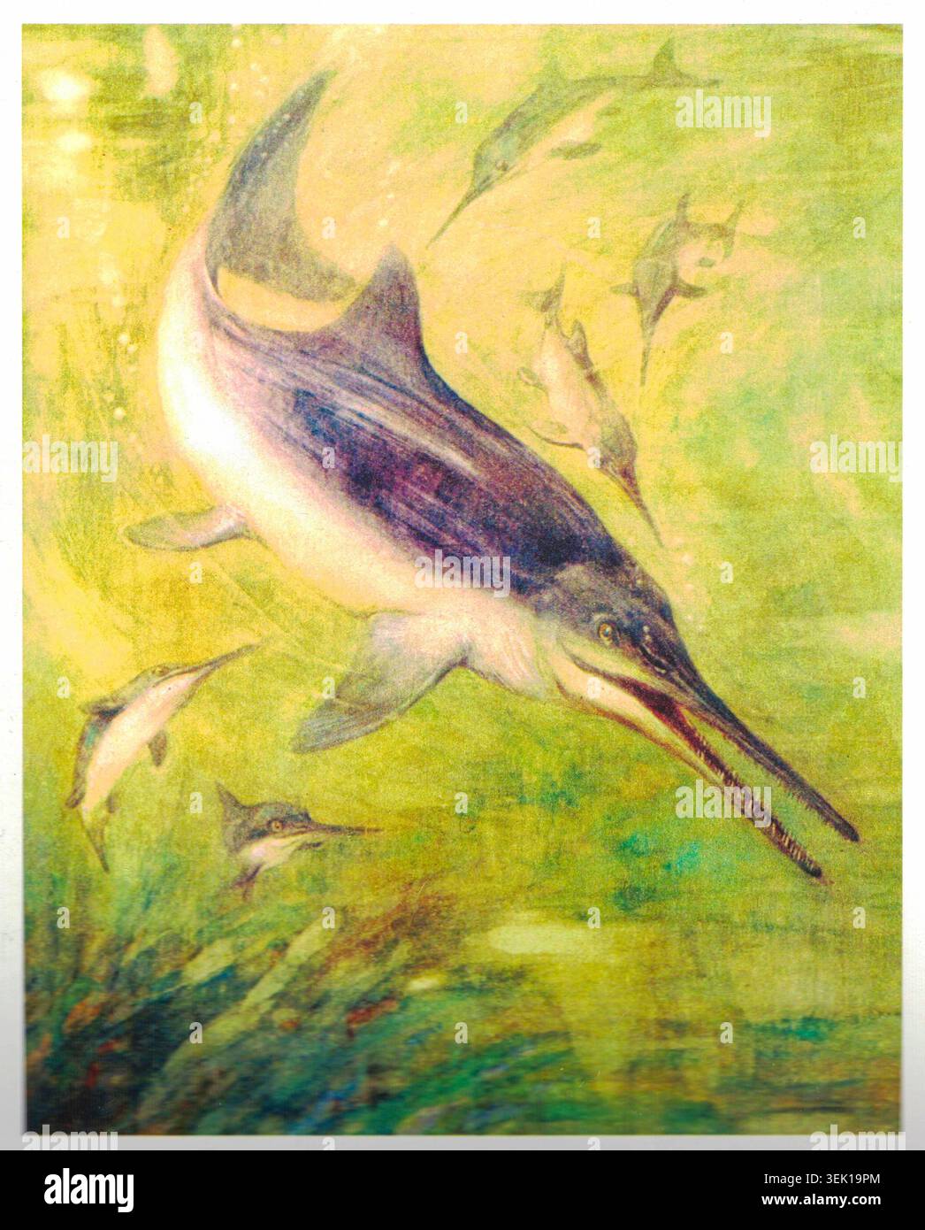 Ichthyosaurus Color Ichthyosaur swimming with its young in a prehistoric ocean environment ...