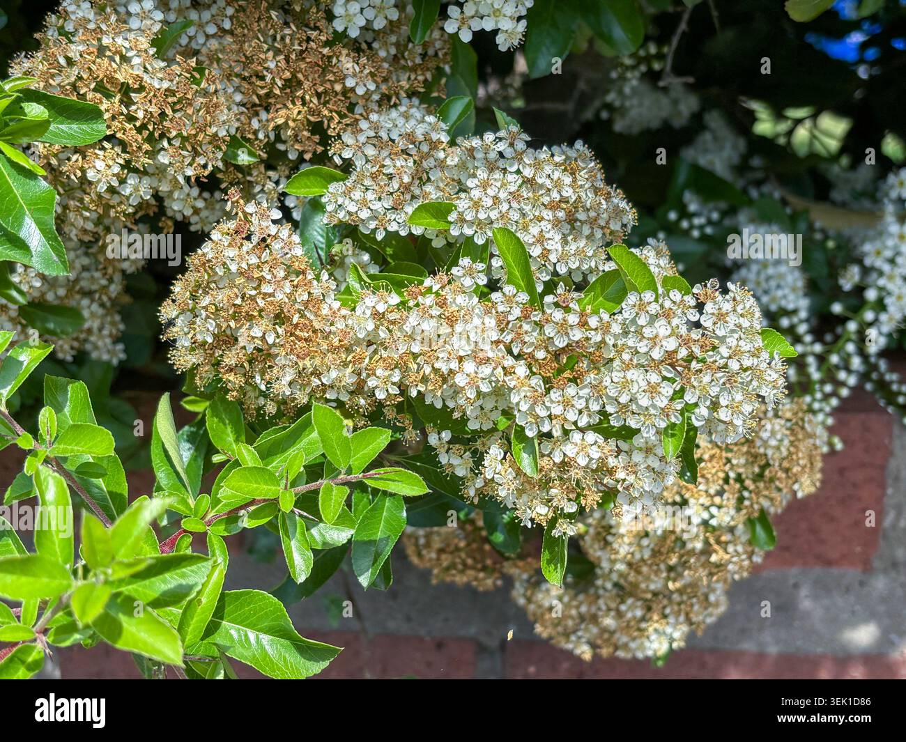 A heavily flowering cotoneaster plant. Stock Photo