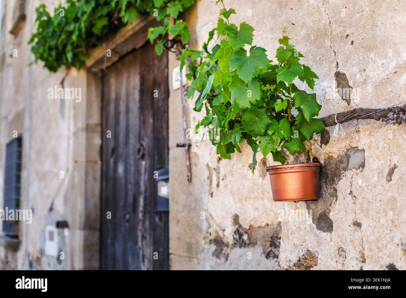 Grape growing on wall hi-res stock photography and images - Alamy
