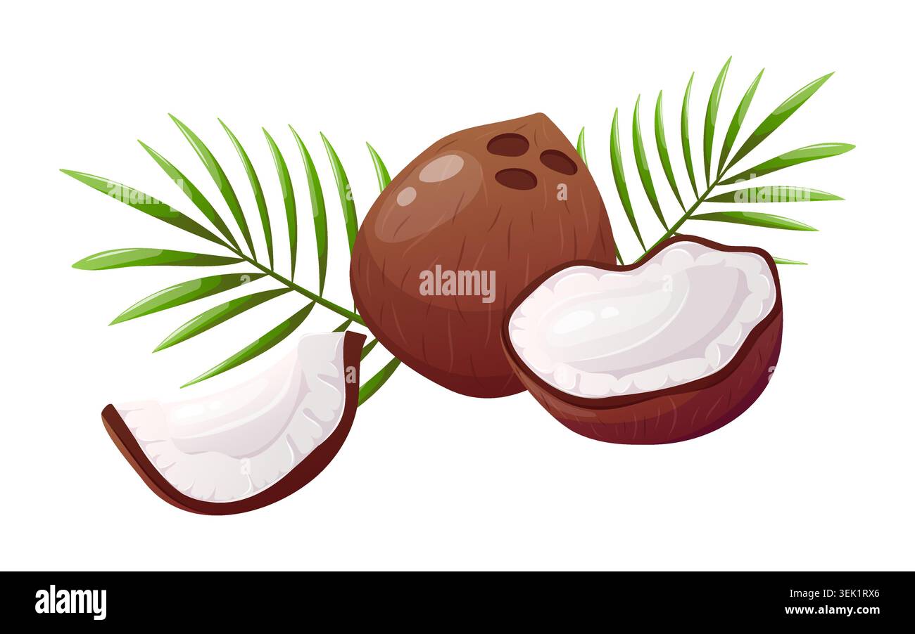 Coconut with palm leaves vector illustration Stock Vector