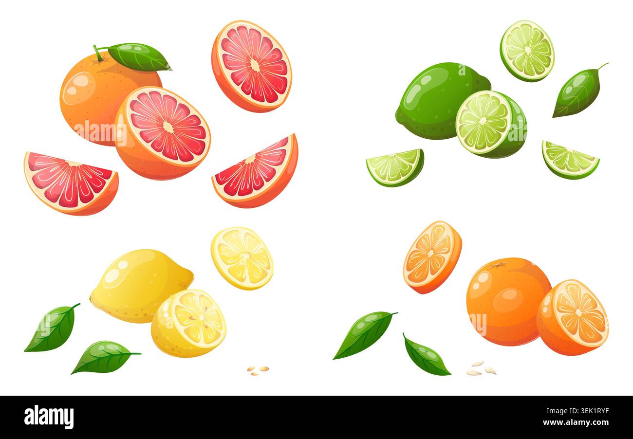 Vector set of citrus fruit elements Stock Vector