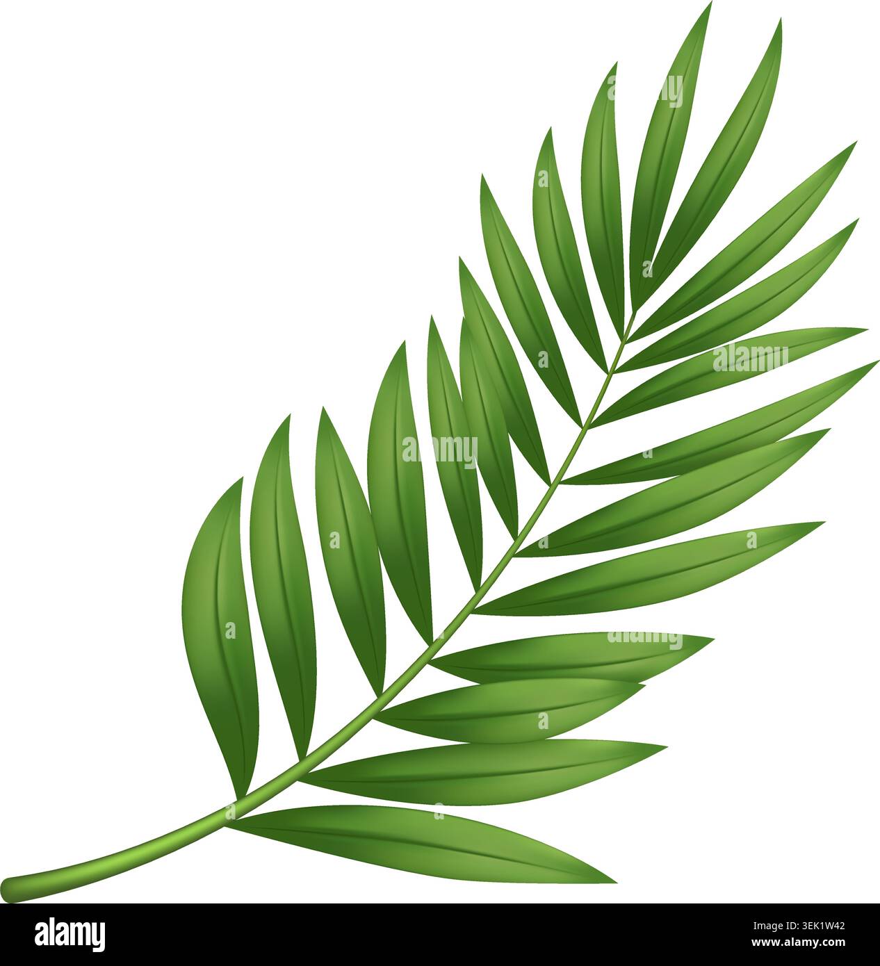 Tropical Leaf Stem Isolated Vector Stock Vector