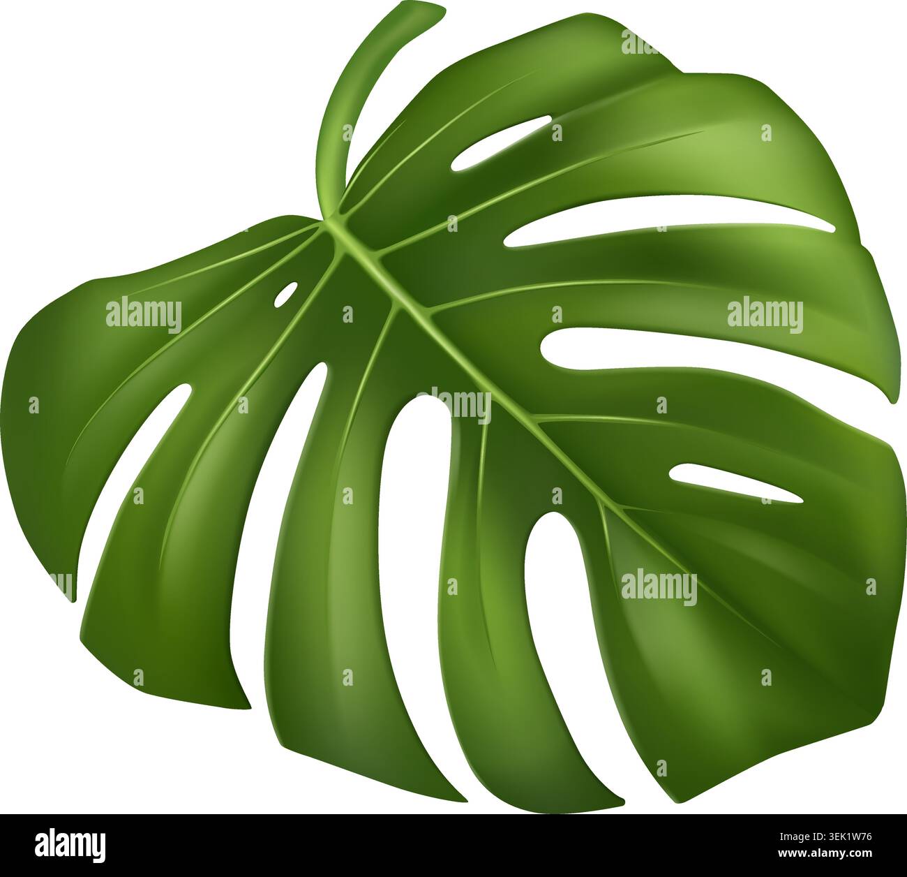 Monstera Leaf Isolated Vector Stock Vector