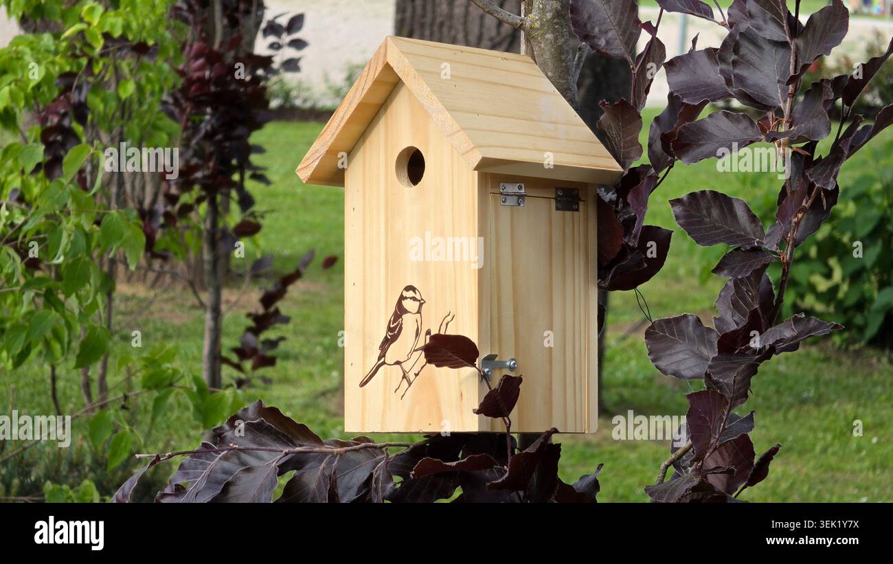 A clean wooden nesting box with a small round entry hole is mounted outdoors on a tree trunk next to deep purple European beech Fagus sylvatica Stock Photo