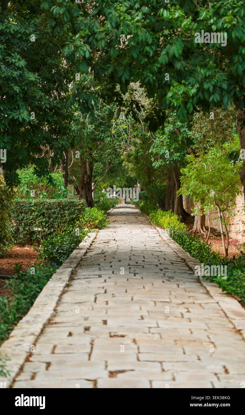 Tree-lined stone pathway in San Anton Gardens, Malta Stock Photo