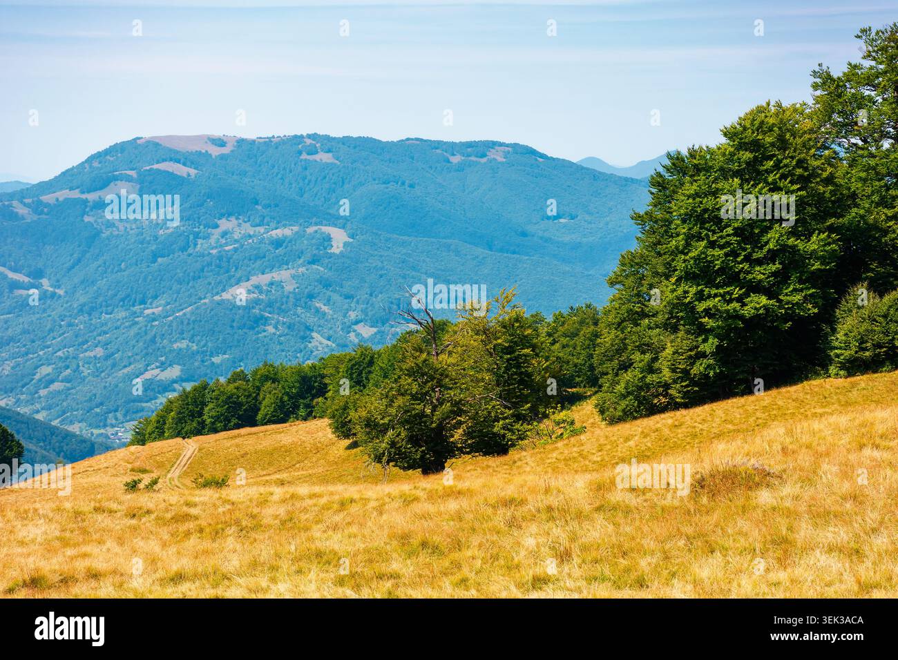 carpathian mountain landscape in summer. primeval beech forest on the grassy hill. wonderful scenery of ukrainian highlands. pristine ecosystem of eur Stock Photo