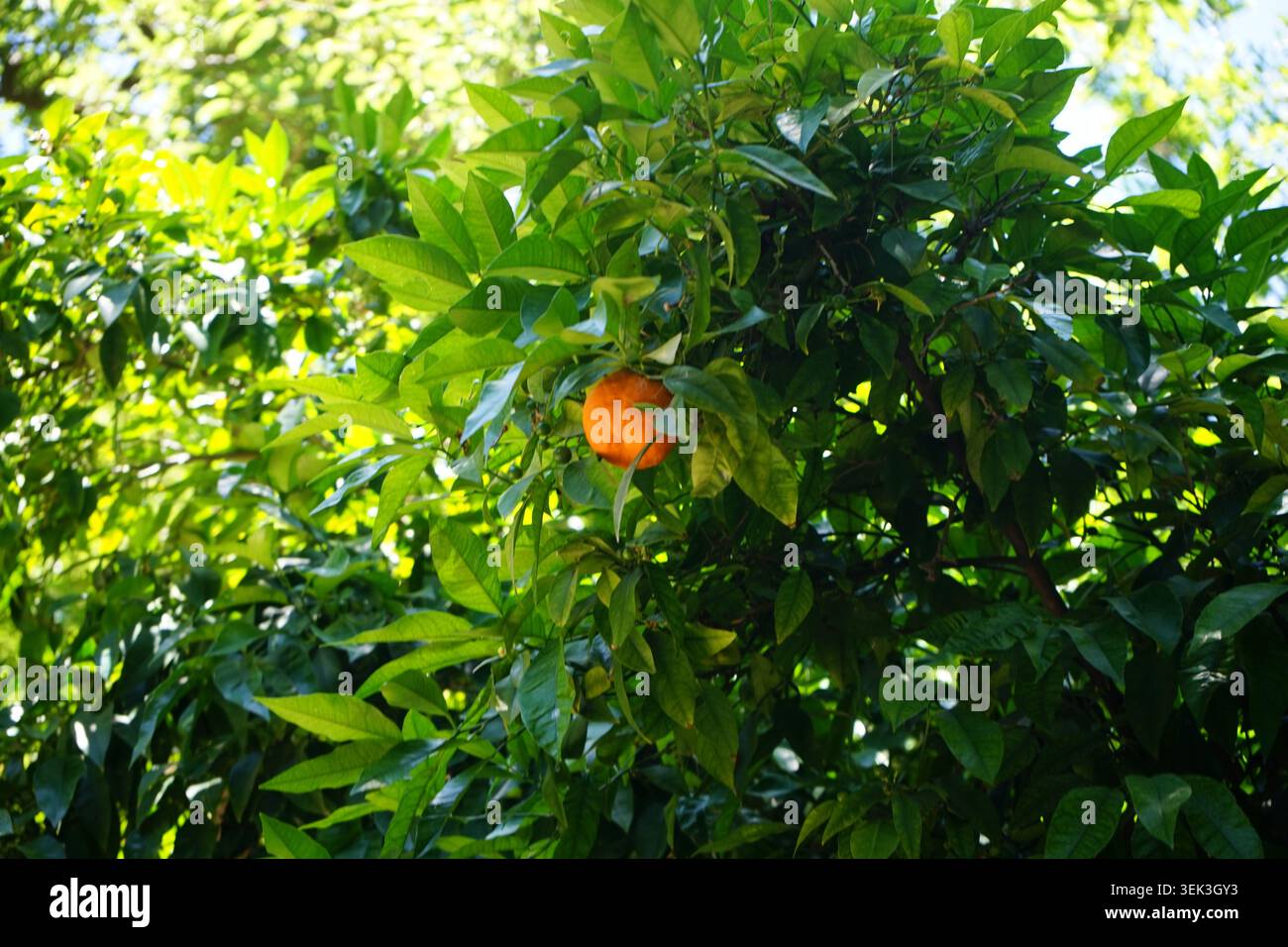 Bitter orange Stock Photo