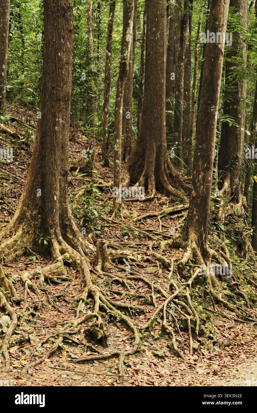 Closer look at the trunks and roots of a few of the many mahagony trees ...