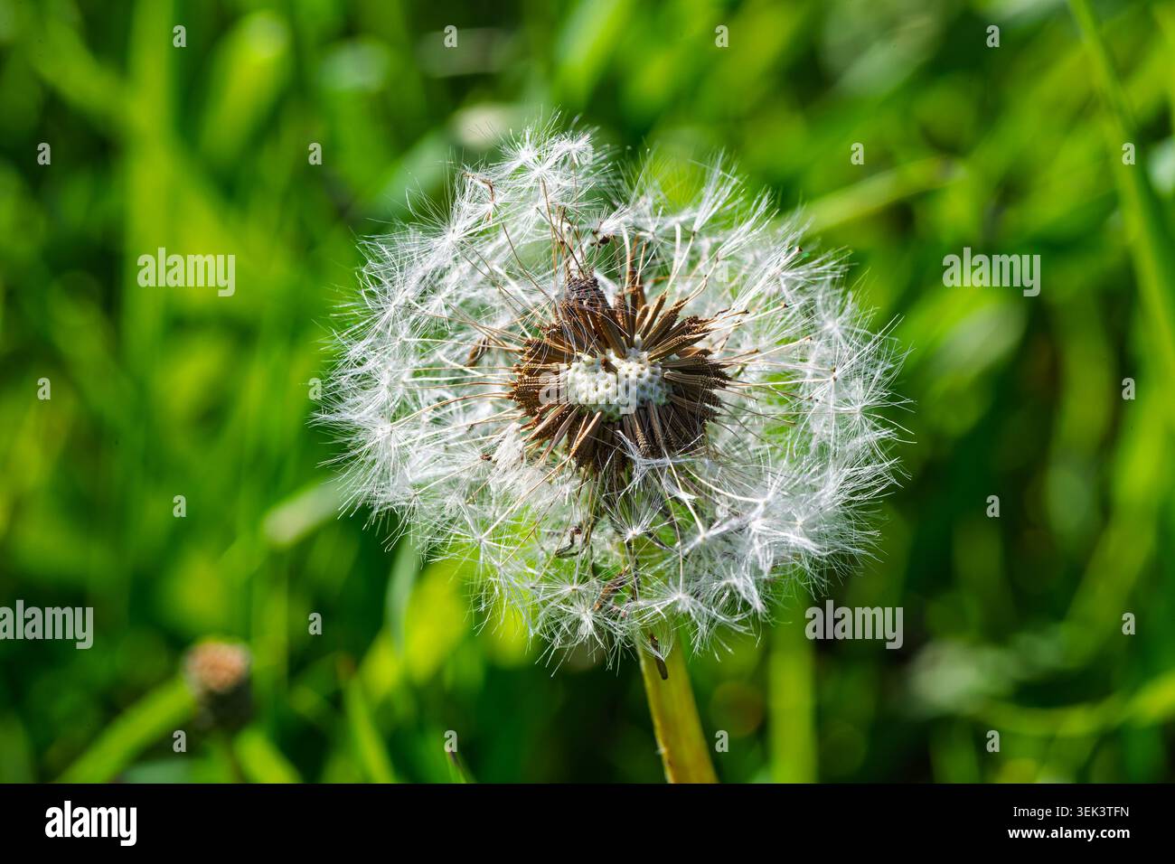 Close up of a Dandelion clock . Quebec,Canada Stock Photo