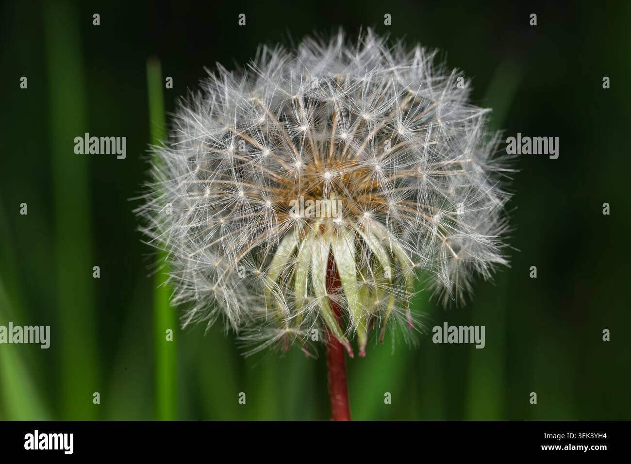 Close up of a Dandelion clock . Quebec,Canada. Stock Photo